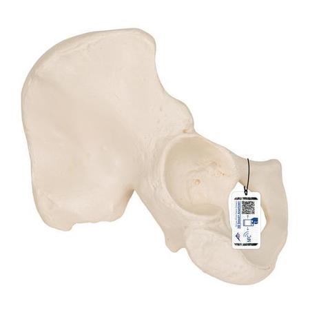 3B SCIENTIFIC Hip Bone - w/ 3B Smart Anatomy 1019365